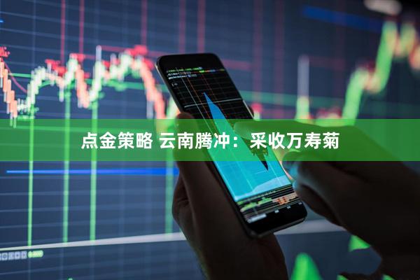 点金策略 云南腾冲：采收万寿菊